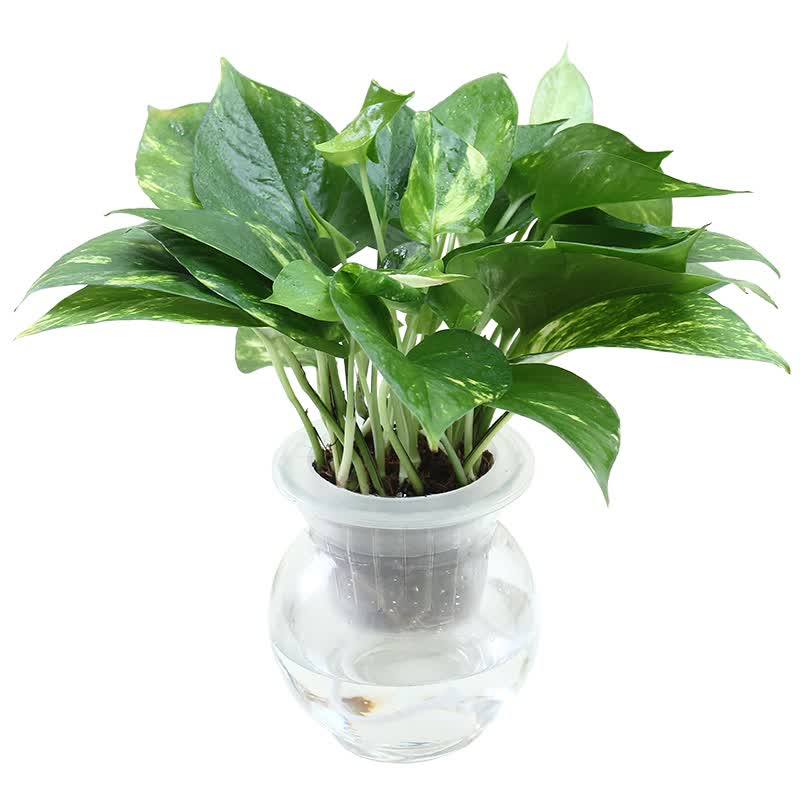 gaeunkim0408's tweet photo. Pro tip for pothos lovers: Rotate its pot weekly to keep growth even, and mist the leaves every 2 days to boost humidity. Easy peasy green vibes! https://t.co/bmaNkEqiL6