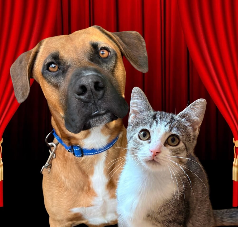 GuadalupeKed0's tweet photo. Broadway Goes to the Dogs (and Cats! )

Join us September 18, 2026, at 7 PM for a star-studded Broadway concert benefiting All Fur One Pet Rescue &amp; Adoptions. Your ticket, raffle entry, or donation helps rescued pets find their happy ending. The https://t.co/3c7z4F3gfi