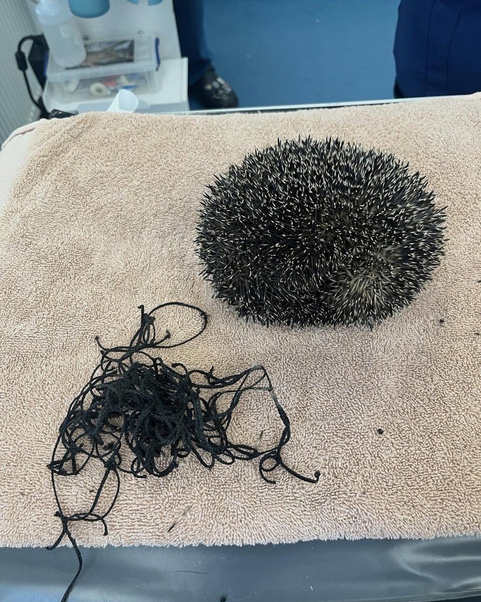 KizzyEastep7's tweet photo. Friday Hedgehog Story! This prickly visitor was brought to Glusburn Practice after getting caught in football netting. Thankfully, he was safely freed with no injuries—just tired and in need of care. After a good meal and well-earned rest, he was https://t.co/qYY2UQhzk7