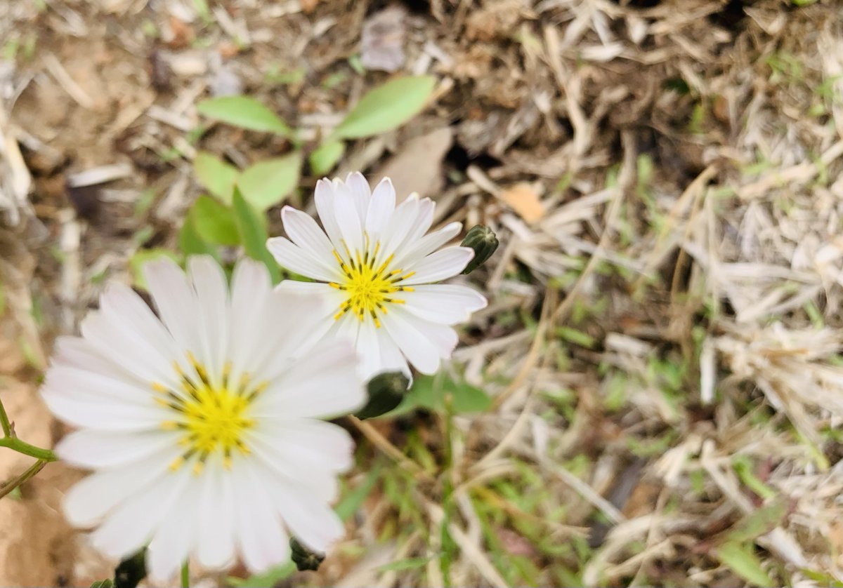 nydmkj's tweet photo. New to photography Master these 3 basics first: natural light, rule of thirds, and capturing moments instead of just objects. Grab your phone or camera u0026 start shooting today!， https://t.co/syYxTq1PmK