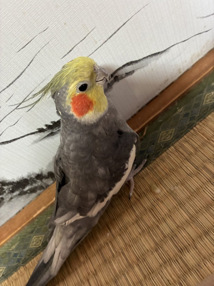 pokookame's tweet photo. ポコちゃん🐤
#オカメインコ https://t.co/g23Gyxt2V0
