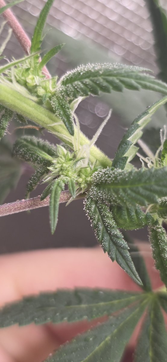 SlaughterSeeds's tweet photo. confirmed reversal on this purple lemon cake from @walipini  original strains hunted out of 20 seeds https://t.co/ooNeA4wKST