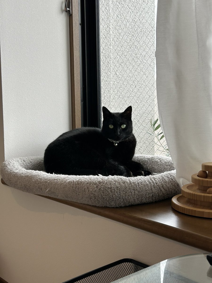mofmof_bibi's tweet photo. 絵になるほこ

#猫 #ねこかわいいね https://t.co/sKFw8WAOdD