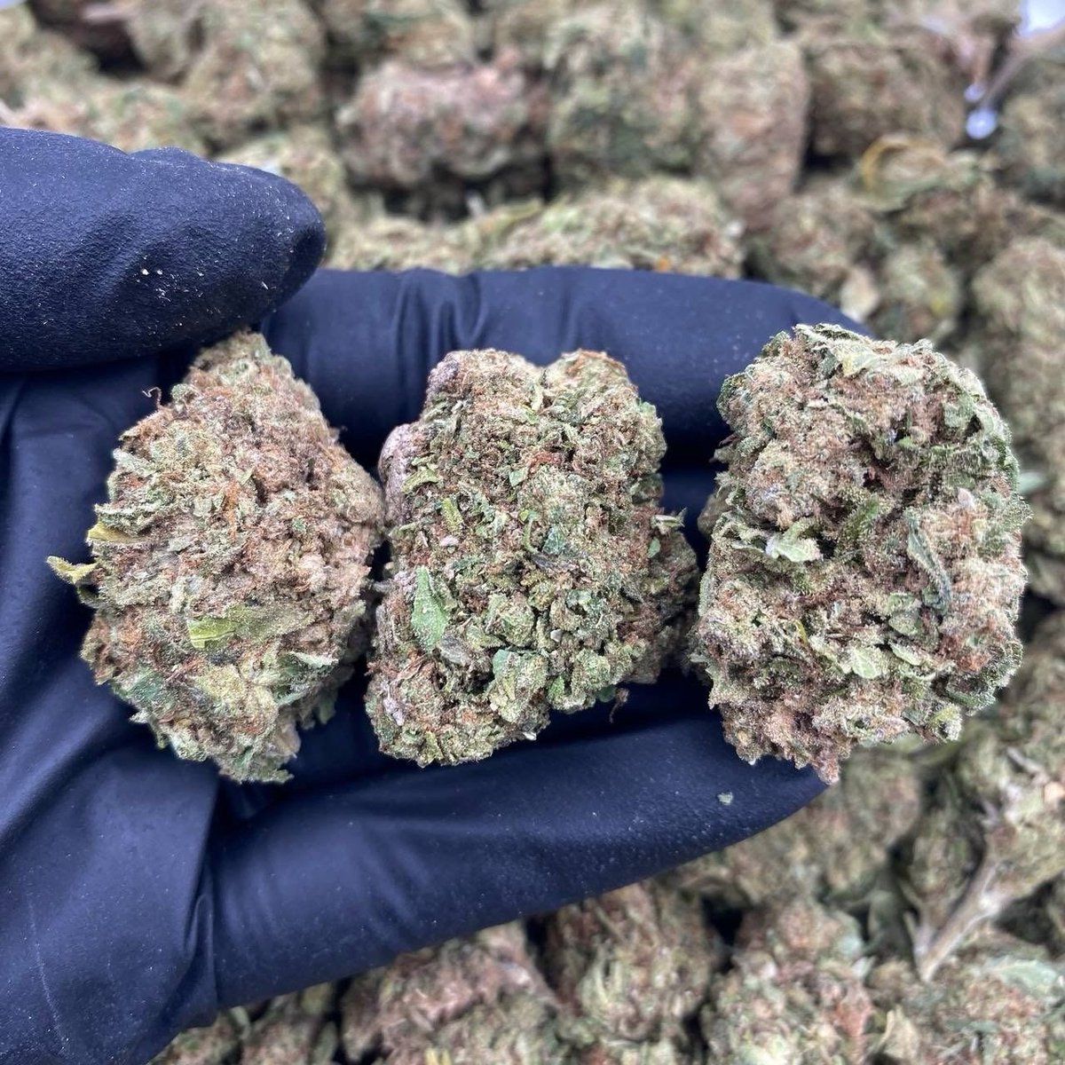 Germanykush1's tweet photo. POPTARTZ 💥

1 pound(450g) 350 

5 pounds 250 https://t.co/Wi3QofPqGj