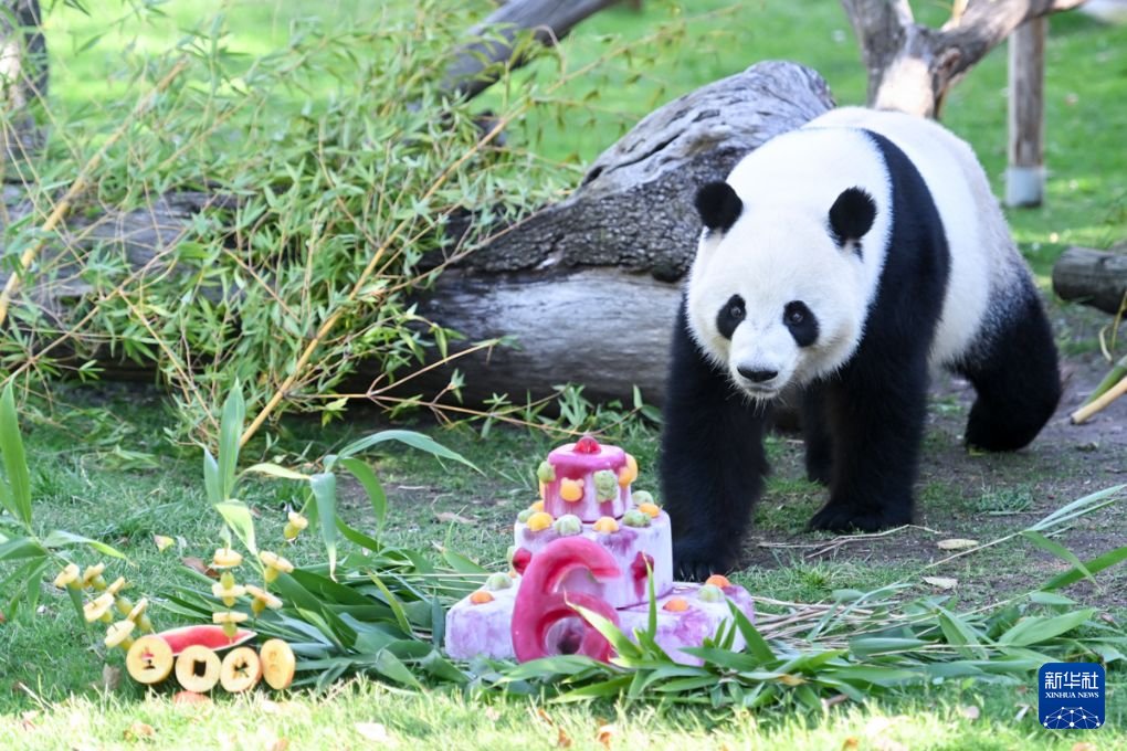 PDChinese's tweet photo. 【馬德里動物園為旅西大熊貓慶生】9月19日，西班牙馬德里動物園舉辦系列活動，為旅西大熊貓“金喜”和“茱萸”慶祝六歲生日，不少當地居民和遊客專程前來，共同為大熊貓慶生。 https://t.co/KQGrJfLudK