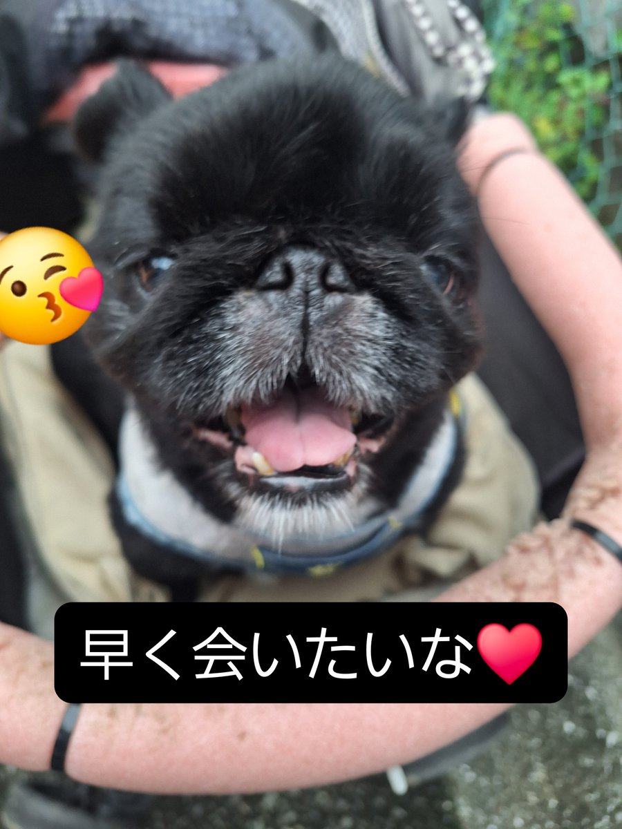 kyompknmix's tweet photo. おはようございます！！

今朝の5時に仕事が終わり、滞在先に戻って、お風呂に入って、これから少し寝て、今起きたんだけど、スマホ見たら、家族から今朝のキョウジュ🐶の写真が送られてきてた～😆✨️元気そうな顔で安心した👍
昨日会ったばかりなのに、もう会いたい笑 https://t.co/HVT6EfIRTQ