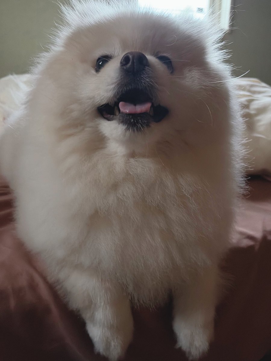 chikuwa78107742's tweet photo. 今日から4連休なので犬といっぱいお話ししようと思う。

🐻‍❄️「なんのおはなしする？どんぶらこっこのやつにする？BBAがでっかいつづら えらぶやつにする？たけが きんぴ…」 https://t.co/4PYA3l6O1h