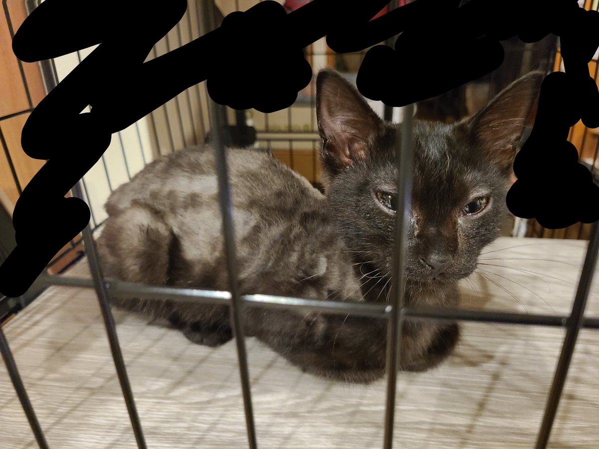 sunanotori's tweet photo. #保護猫
寄生虫のついた黒猫を保護しました🐈‍⬛
ハジラミ付いてるので毛はカットしてもらいました✂️
目薬も頑張りましょう👀 https://t.co/7zyAMJ9VqW