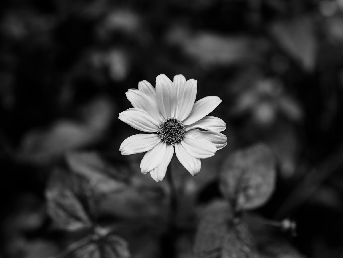 LashandraSep's tweet photo. К свету
Снято на Olympus E-M5 mark ii
m. zuiko 25mm f1. 2 pro https://t.co/dAIr2IxYho