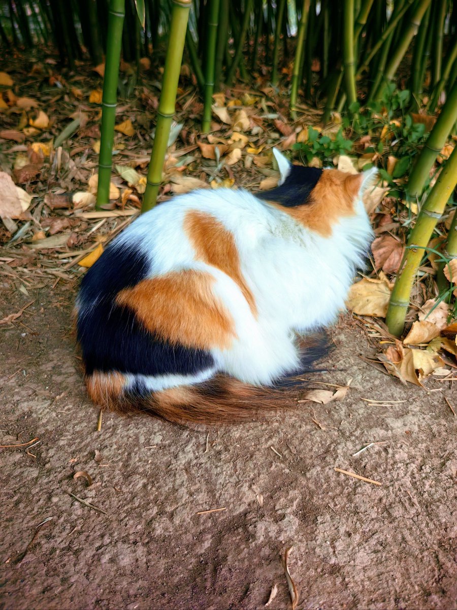RussBoehner's tweet photo. Spent 10 mins watching a stray cat chase a leaf. My productivity: 0. My mood: 10/10. https://t.co/050eNMjqKs