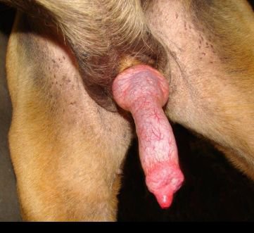 Katline4542's tweet photo. Inbox for unimaginable nasty clips  🤤💦
https://t.co/fKhoG75s3I
Access All of Me? Tap On The Link 👉 https://t.co/fKhoG75s3I 🔥😍
#zoo #knotty #wild #kissingmydog #anal #doggo #doggy #creampie #doglover #hentai #beastility #dogsexwithgirl #zooporn #animalsexwithgirl #k9 #k9whore https://t.co/p7Ot6WH3FC
