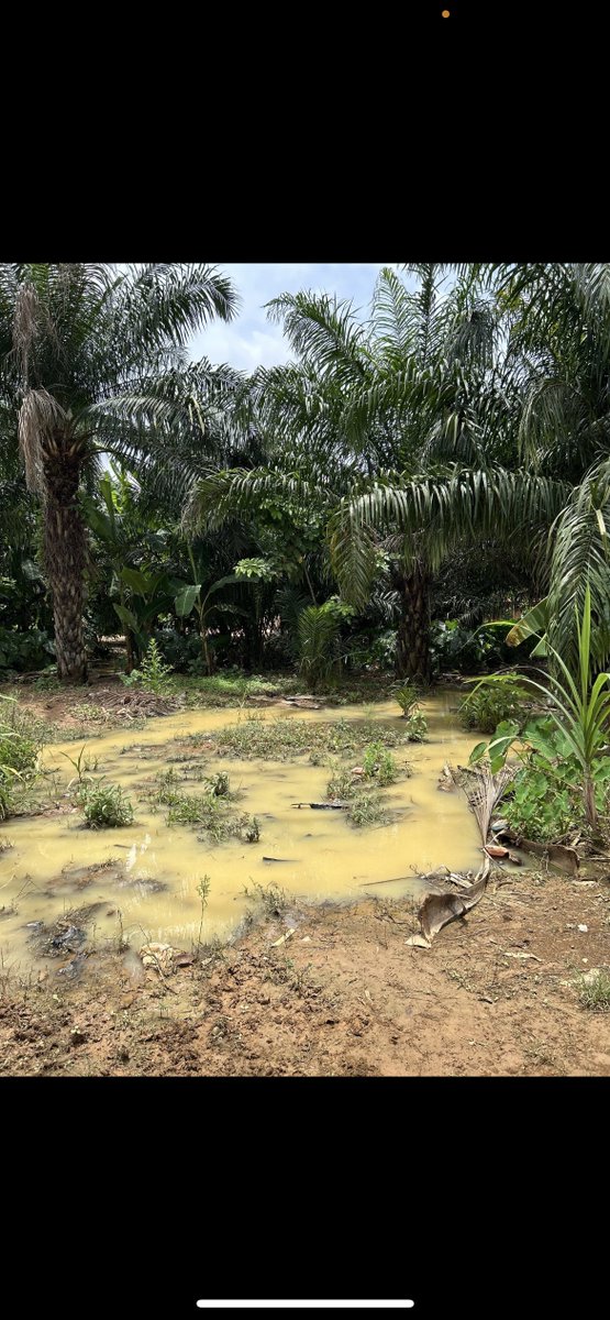 Bobthebuil19383's tweet photo. This is the state of your environment #StopGalamseyNow https://t.co/xgV5TqTv0y