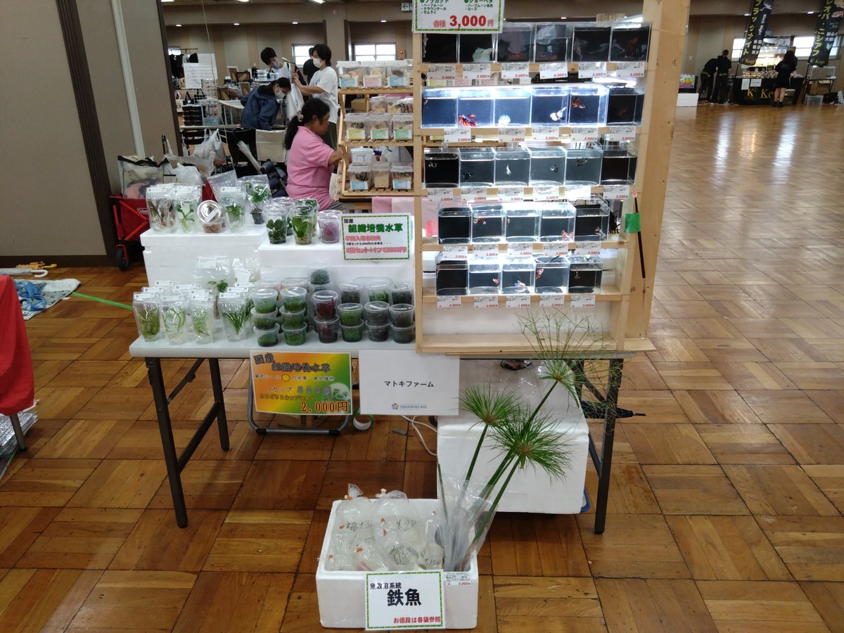 matokifarm1132's tweet photo. アクアリウムバス会場となりました！
ベタや鉄魚、水草などなど出品しておりますのでご来場の際はお越しください！
#アクアリウムバス #アクバス https://t.co/fqTWHYoBi0