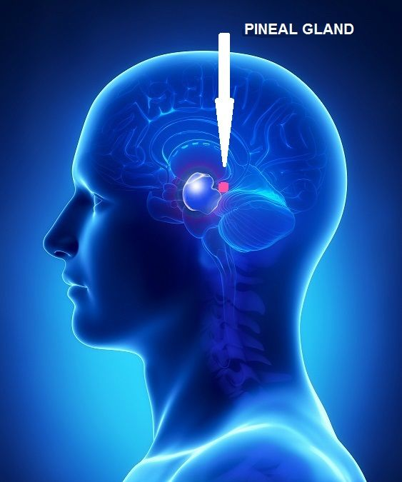 BasedBiohacker's tweet photo. your brain is mostly fat. the kind that spoils first (~30% PUFA).

it uses more oxygen than anything else you have, yet it barely protects itself. 

the leftover oxygen starts a chain reaction. 

once it starts, it keeps going. the leftovers of that damage show up in alzheimers, parkinsons, and ALS brains. this is not rare. it's happening right now.

but epitalon stops the chain.

in fruit-fly studies (the usual test for this kind of damage), it beat the raw pineal extract it came from (epithalamin) at a thousand times lower dose. 

it lowers the burn, protects brain cells when oxygen runs low - and does it with 4 amino acids at tiny amounts. the big “antioxidant” powders cannot match that. soviet pharma wins again. thank you, dr. khavinson. 

most people run it for sleep and circadian rhythm. and it's amazing for that. 

but every cycle you run, you're ALSO running one of the strongest brain-protection protocols you can get without a clinic. 

not medical advice.