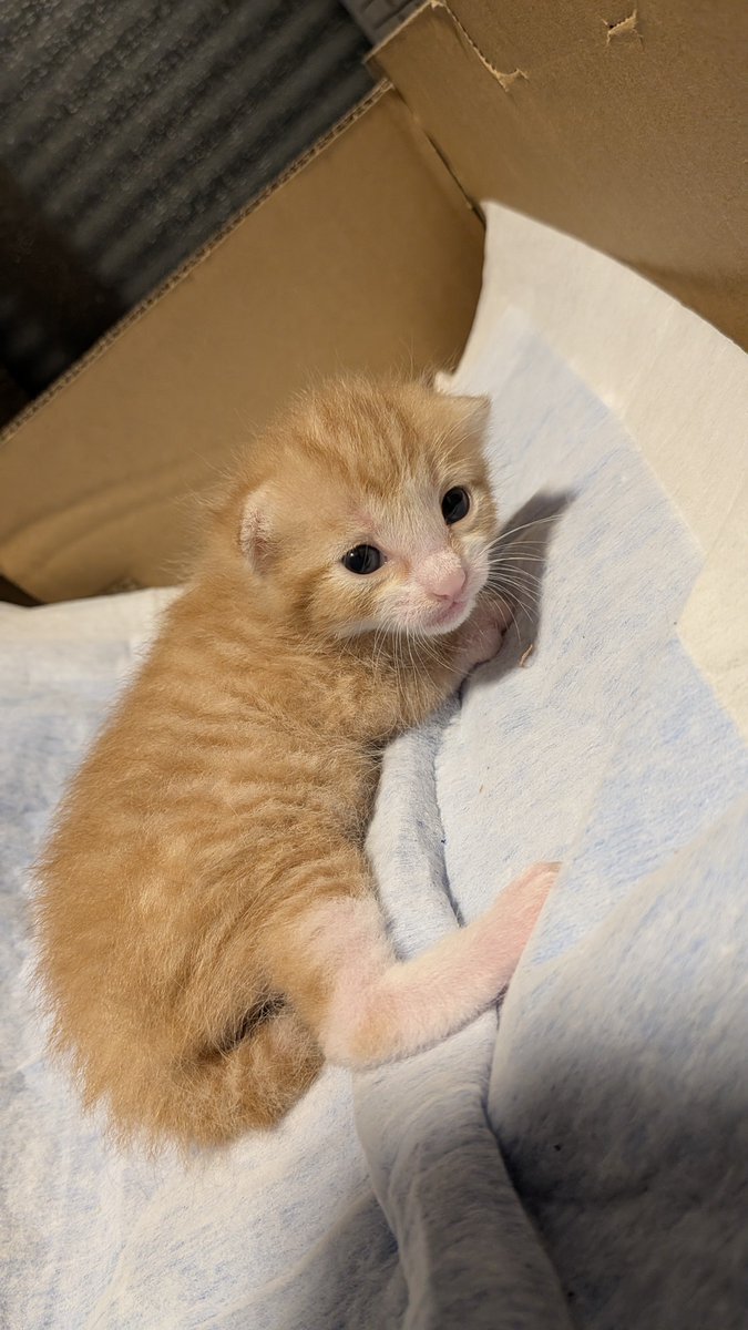 Miroqu's tweet photo. 生後13日目の朝。
母親譲りの優しいおめめしてる☺️
そろそろ名前決めないとだ🐾

#リノちゃん日誌 https://t.co/lqLwO6AS2V