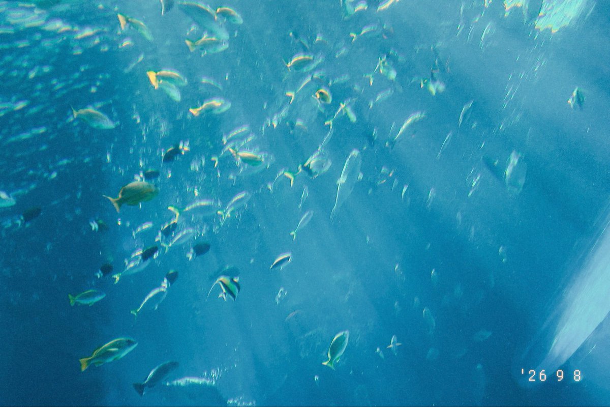 Paaani82's tweet photo. 美ら海水族館（OldRoll） https://t.co/CHuK43DKzm