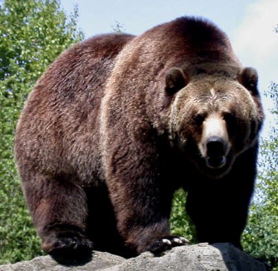 aracelibs's tweet photo. De acuerdo con National Geographic, actualmente el oso más grande del mundo lo hizo la FGR, tras su histórico golpe contra el huachicol de 59 millones de litros de combustible… legal. https://t.co/gjbDm6gKjs
