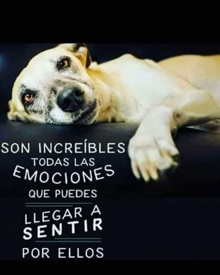 ManuSaenzVolvio's tweet photo. Amor, amor y más amor!
❤️ https://t.co/26Cvg6tD2E