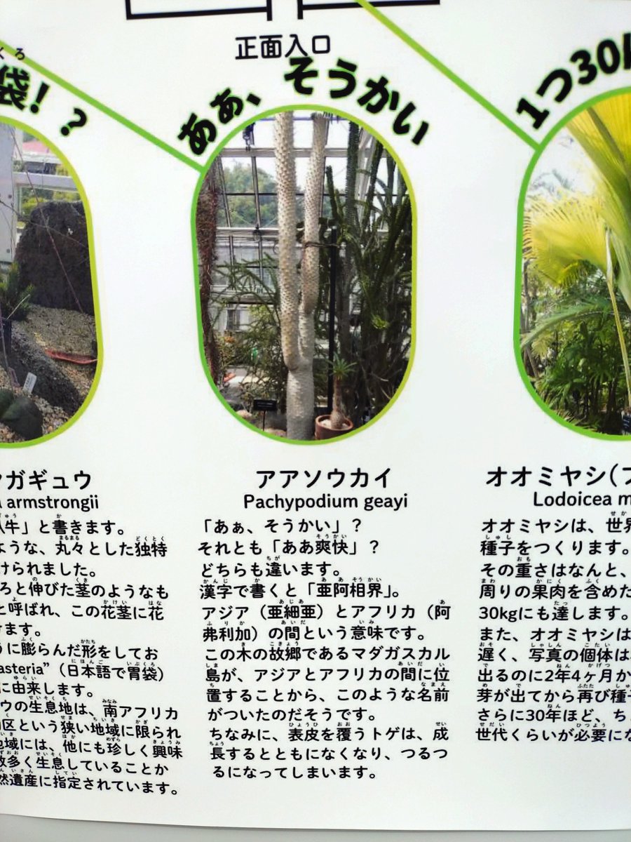t_rabi's tweet photo. 東山植物園は実質東方紅魔郷 https://t.co/4HM2wLUFIH
