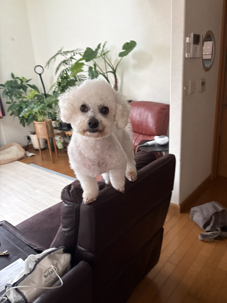 snatchi16's tweet photo. 1番高いとこにいるつもりかわいい https://t.co/AARQCCajd1
