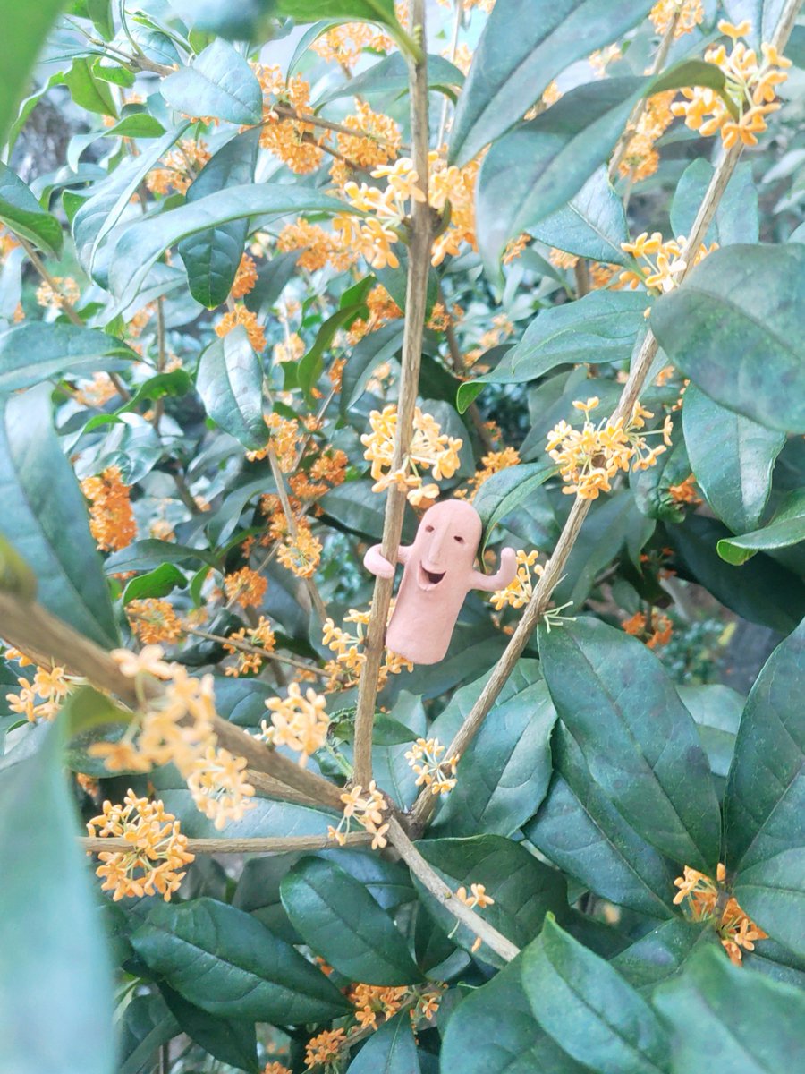 820haniwa's tweet photo. ふんわり香ってきた

#はにわ
#キンモクセイ https://t.co/3XiOHoutYp