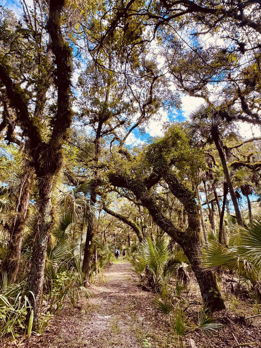 dolbyl's tweet photo. “When the world feels loud, I walk into the forest until my heartbeat and the birdsong become one.”
-Bhuwan Thapaliya
#optoutside #getoutside #lovefl #nature #naturephotography #floridatrails https://t.co/vuU4Bm8xwk