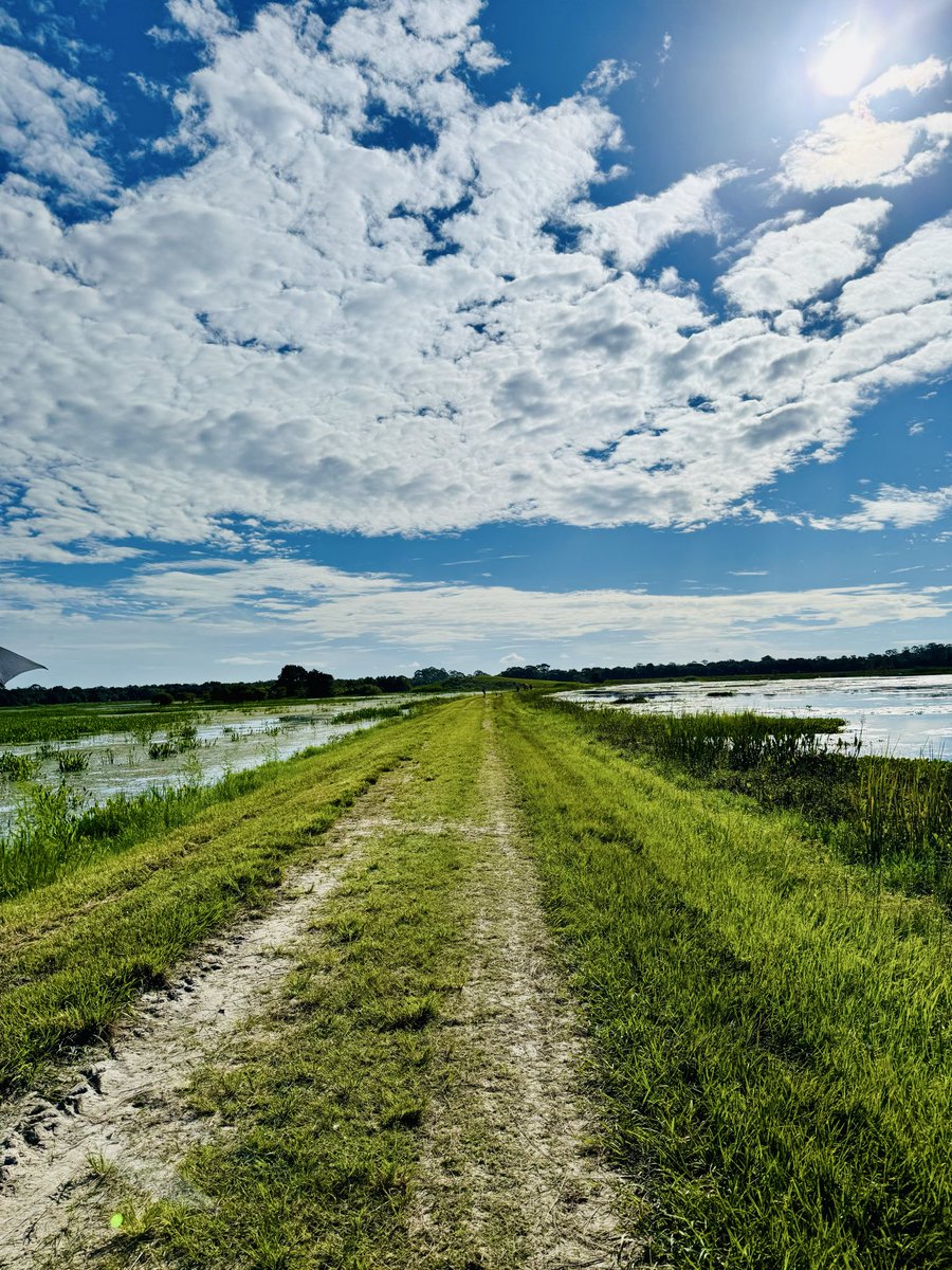 dolbyl's tweet photo. “When the world feels loud, I walk into the forest until my heartbeat and the birdsong become one.”
-Bhuwan Thapaliya
#optoutside #getoutside #lovefl #nature #naturephotography #floridatrails https://t.co/vuU4Bm8xwk