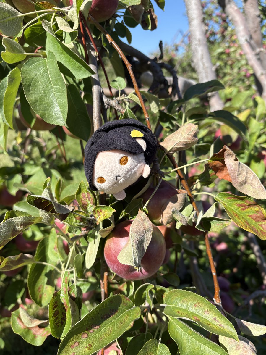 floetocopy's tweet photo. kenma went apple picking https://t.co/SSN0DYXXhO