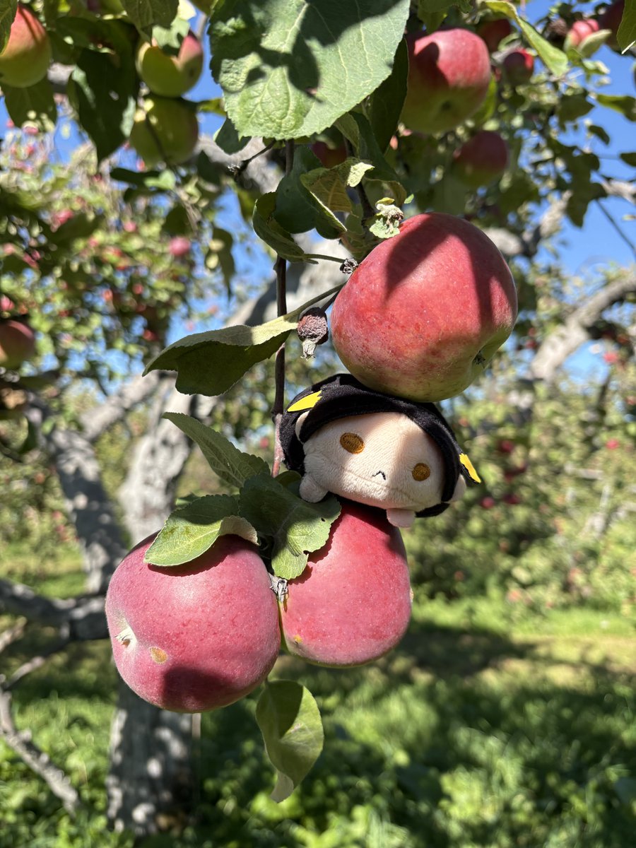 floetocopy's tweet photo. kenma went apple picking https://t.co/SSN0DYXXhO