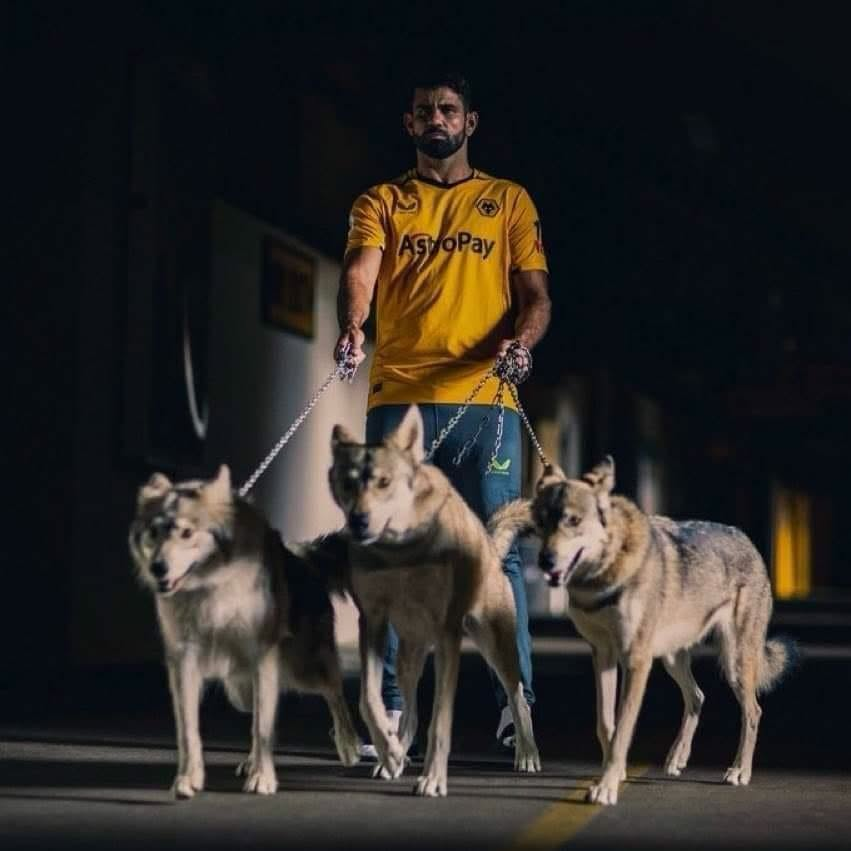 FTBLsection's tweet photo. Diego Costa on filming his Wolves announcement video with actual wolves:

“I was scared to death. Holding that chain, I kept thinking: ‘What if this wolf decides to jump on me?’

“The trainer kept calling them and asking them to move, but they didn’t do anything. I thought: ‘If they’re not listening to her, what are they going to do with me?’

“When they came over and started smelling my feet, I thought I was finished. They were wolves, not dogs.

“It was a cool experience, but definitely not a comfortable one. I have five dogs, but they’re not wolves!”