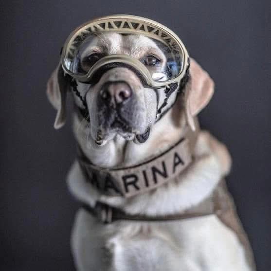 Indie5051's tweet photo. Hoy se recuerda nuevamente a la perrita ‘Frida’ quien a lo largo de su carrera, ayudó a encontrar 53 personas. 

Gracias Frida, tu trabajo será recordado por y para siempre. https://t.co/QiSRaAi7da