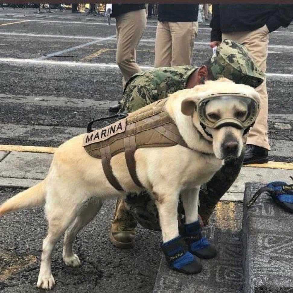 Indie5051's tweet photo. Hoy se recuerda nuevamente a la perrita ‘Frida’ quien a lo largo de su carrera, ayudó a encontrar 53 personas. 

Gracias Frida, tu trabajo será recordado por y para siempre. https://t.co/QiSRaAi7da