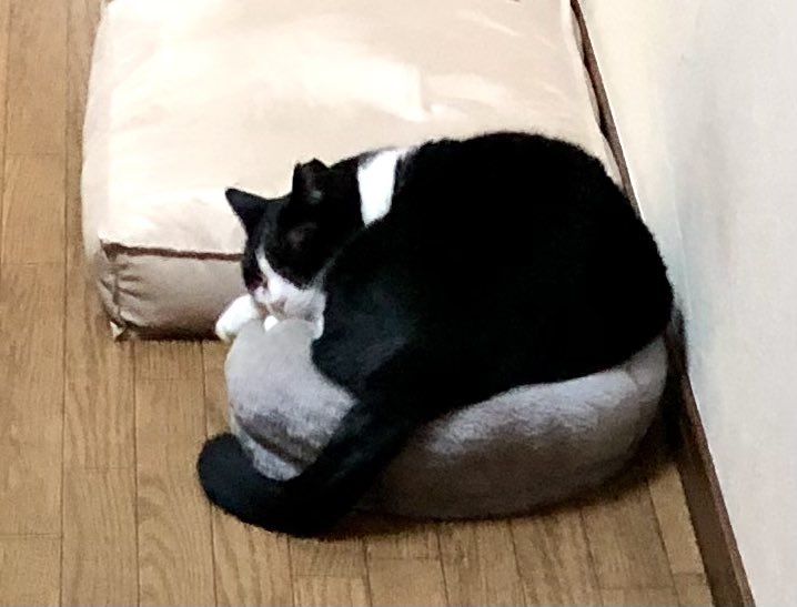 midoriruZ's tweet photo. 宮ちゃんが寝てるのは人気なかったキャットタワーのパーツです
地面に置くと急に人気になる不思議

#保護猫と暮らす #ねこのいる幸せ #猫好きさんと繋がりたい𓏲𓎨 https://t.co/clB4b3sP9Q
