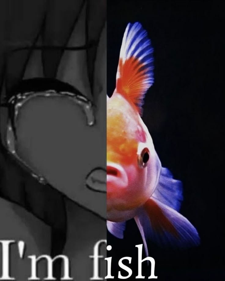 thespinfish's tweet photo. im gonna use this as a public account i think https://t.co/GDZeRaKtZi