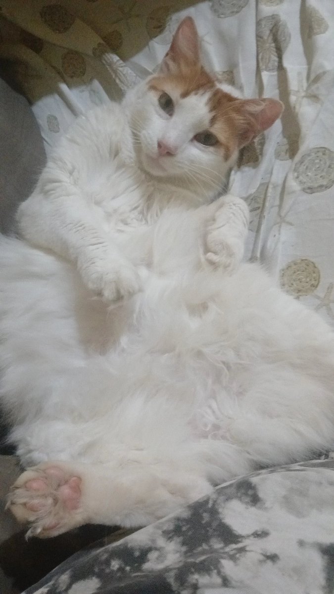 killlingmoon's tweet photo. Gata SRD mais linda do Brasil 2026 https://t.co/RNDVf7ouiW