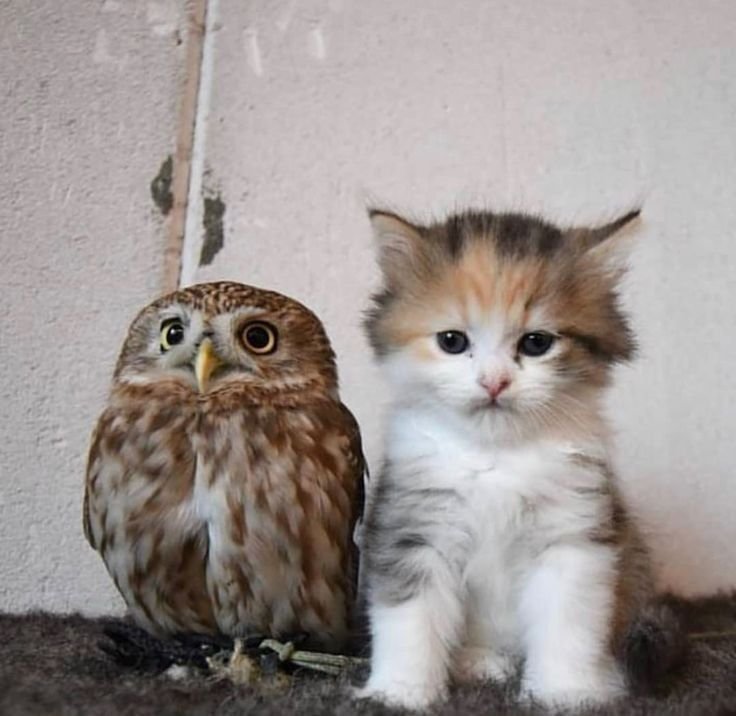 bread0377's tweet photo. "William, we must make an army"

"For what purpose, Henry?"

"To rid ourselves of modern society"

"But what of the kibble?"

"..." https://t.co/yfMOf1MOSC