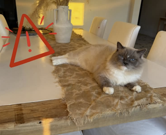 GuelphLostPets's tweet photo. MISSING. Noshy, a cream & grey long-haired Ragdoll (or mix) male cat, was reported missing near #Ospringe & Line 2 #Erin on Sept 19. Please do not chase. If you have any info contact his family at number on poster or let us know. https://t.co/nyr3SxLKZ5 https://t.co/jhdxqqiMXp