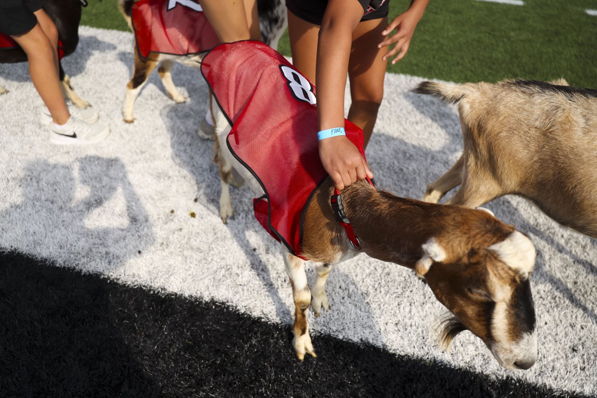GoCards's tweet photo. Wouldn't be Ag Day without a goat race 🐐

#GoCards https://t.co/aBRaEWAJXG