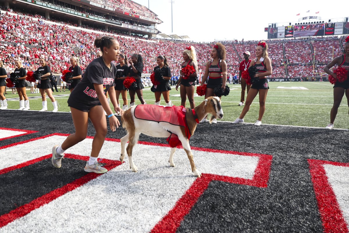 GoCards's tweet photo. Wouldn't be Ag Day without a goat race 🐐

#GoCards https://t.co/aBRaEWAJXG