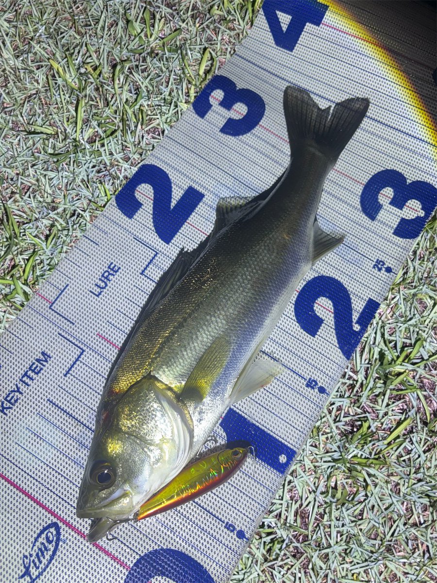 daiP_A_LUNKER's tweet photo. 尺鱸🤣

#SEABASS
#シーバス
#Pickup
#Underup
#ALTER73S
#ユトマン
#DAIWA
#LATEO96M
#PURSUINGALUNKER. https://t.co/gKmtRca53T
