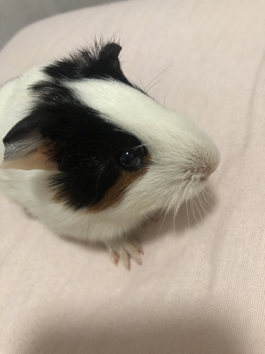 guineadot's tweet photo. meu porquinho da Índia 👧🏻👧🏻👧🏻 https://t.co/DWsz07pPSR