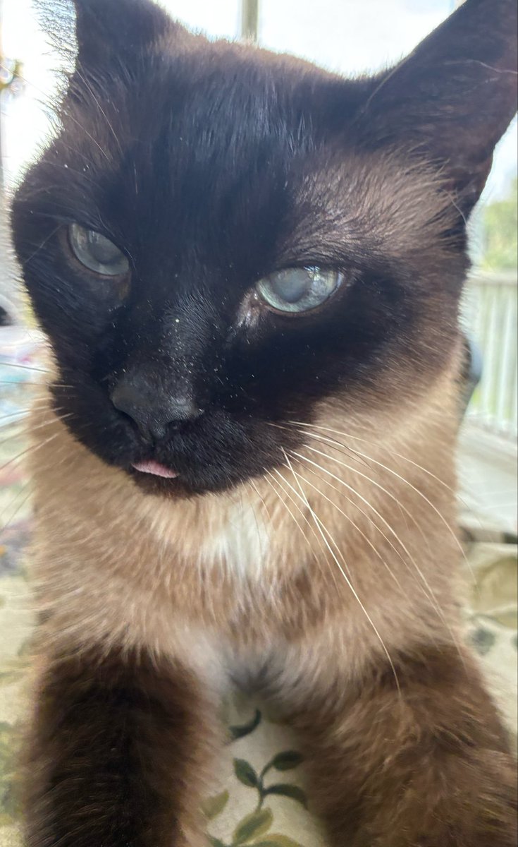 AlissaJ1995's tweet photo. @imAndrewRussell Annabelle (Siamese) and Pumpkin (Orange)! 🐱😊 https://t.co/OQV4emUXPp