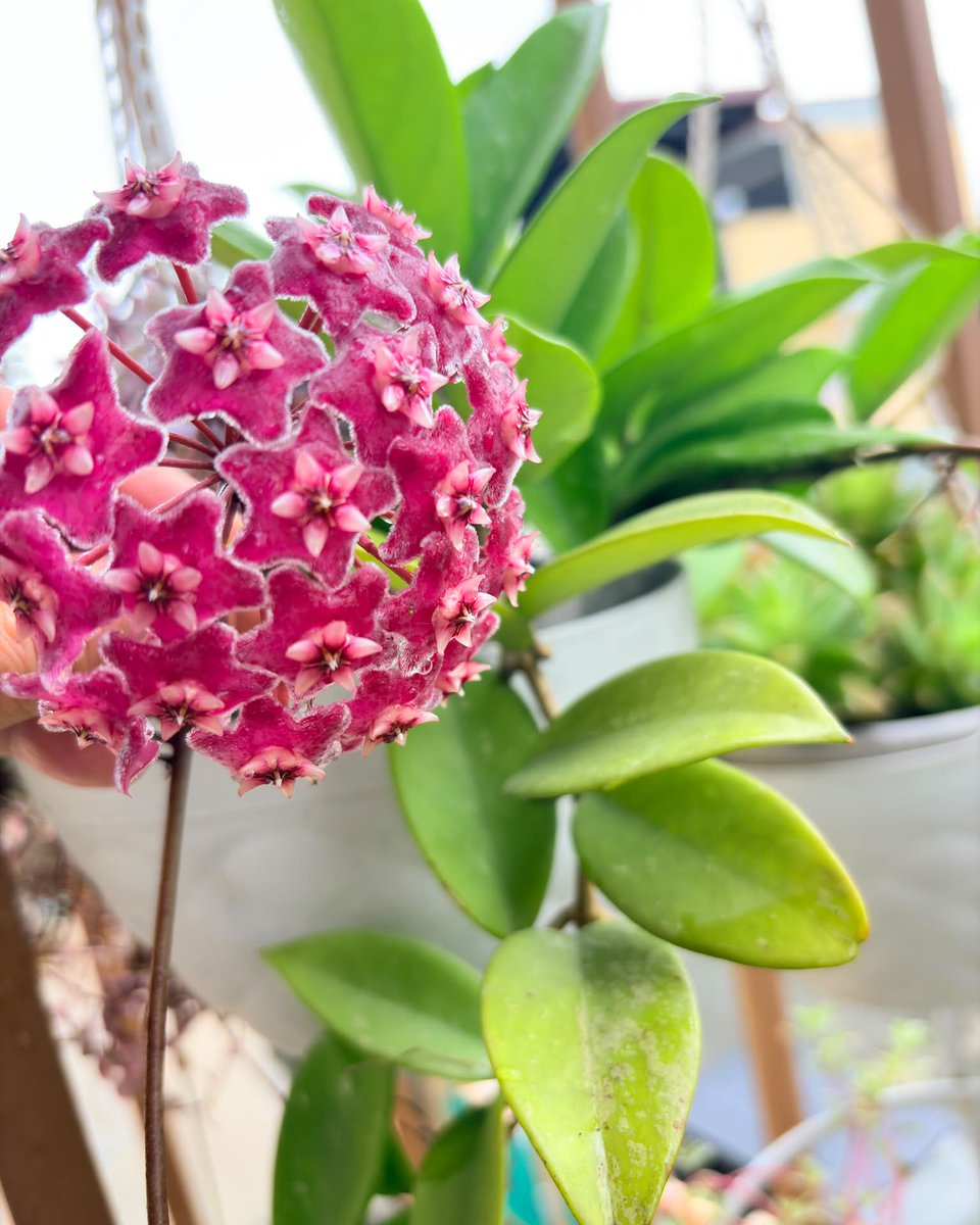 SherrylVerqa's tweet photo. Flowering plants in my little garden—my happy place and a peaceful corner. God is so good to give us beauty in the smallest things. https://t.co/CLGzDgiAzB