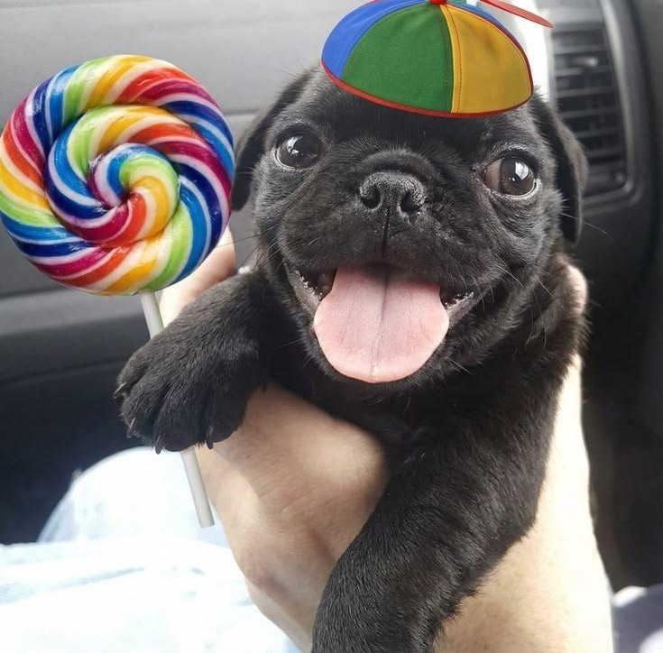 kai_art__'s tweet photo. Meu aniversário!!!!😺💜✨🎂 🎉 
Fiz esse desen simples para não passar em branco. https://t.co/NhZbiHXlQp