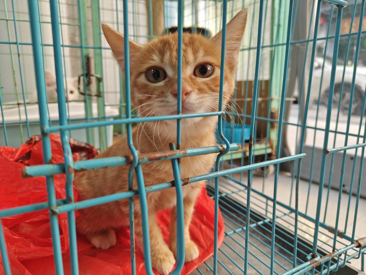 T1nyMouse's tweet photo. 🐶和🐱！ https://t.co/rlAlqs9zv5