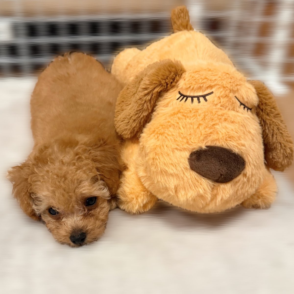 MoisesLudoau's tweet photo. # Lala’s Diary

Lala has a new companion＾＾ 
Apparently, it vibrates with a heartbeat sound、、 
She immediately played with it by pulling its ears, but now she’s sleeping peacefully beside it 😌

🐢2025. 11. 10 https://t.co/b3UCqqhxqw