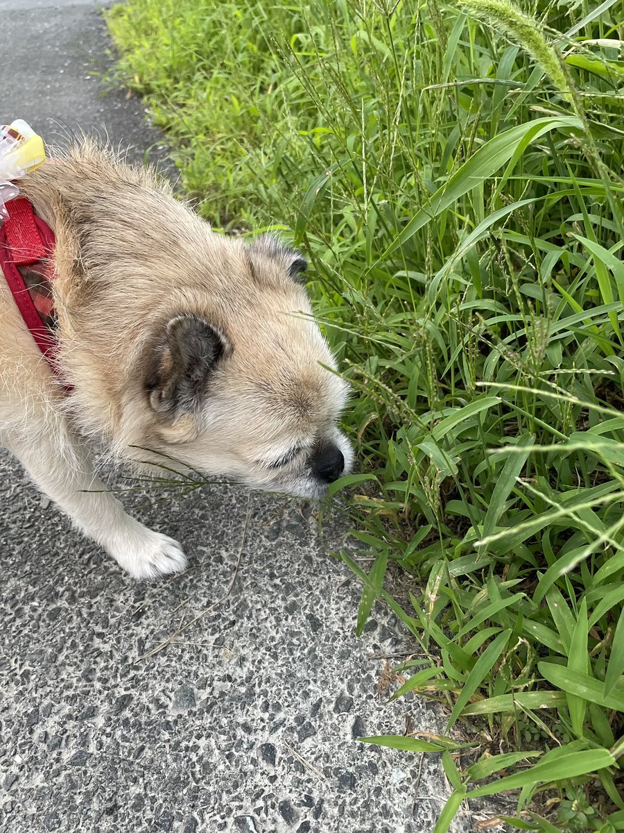 Sugar_maple_'s tweet photo. おはようございます(*Ü*)ﾉ"☁️
今日のお弁当🍱
と朝ん歩🐾
雨降る前に行けてよかった🤗
 #お弁当作り #お弁当記録 
 #犬のいる暮らし 
 #犬のいる生活  #チワパグ https://t.co/u4dEhChgYN