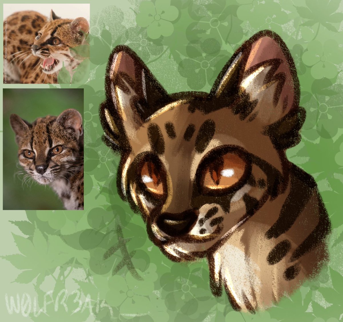 W0LFR3AK_'s tweet photo. i drew the new tilcayo cat...... i love it so much 🥹🥹🥹🥹 https://t.co/FiNfSLVCgF