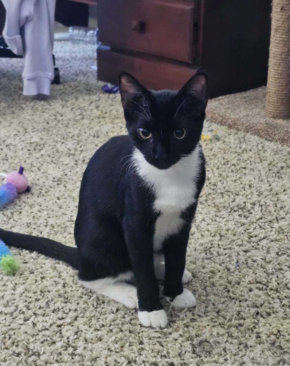 primarchkitty's tweet photo. Play with me now!! #catgang https://t.co/SpPoGwRVhc