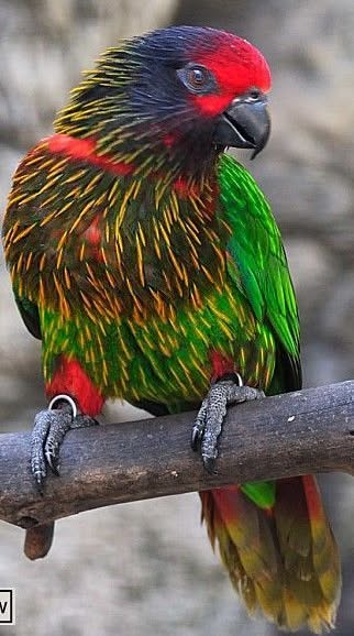 GenevaKoback's tweet photo. A colorful wonder painted by nature’s brush! The perfect blend of red, green, and golden feathers is truly soothing to the soul—a magnificent creation by the Almighty! https://t.co/AUG9Q4AfTq